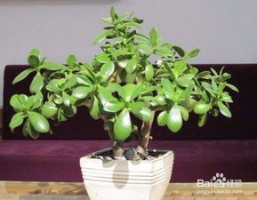 玉树养护攻略：如何避免叶片发黄和枝干枯萎