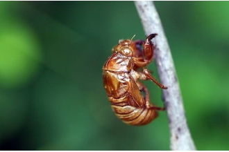 ：蝉蜕皮的秘密