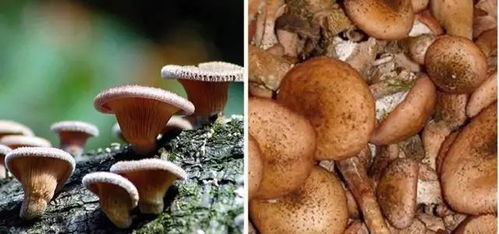 菌类生长最适宜的自然环境条件是什么