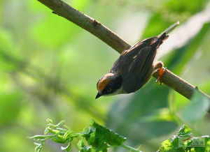 小精灵们的意义