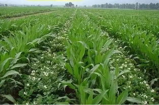 车前子播种到收获，究竟需要多少天？南北差异大，新手种植如何避坑？