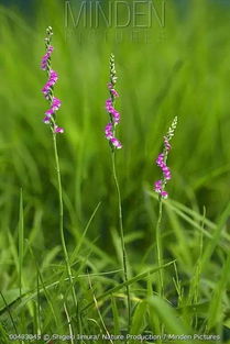 草地上的草嫩活多久？我是否中了养护草地的三大误区那个？