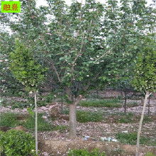 香樟苗木价格探秘：这个季节的香樟树苗多少钱一株？