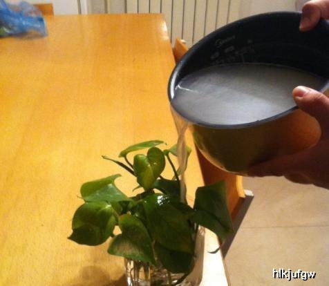 大蒜苗：简单易养，虫子远离