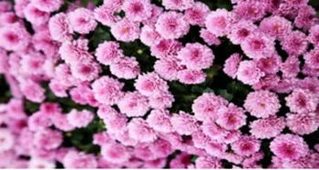 冬天严寒，花草怎么活下来？