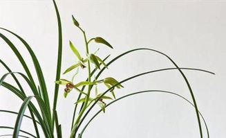 兰花的魅力与养护入门
