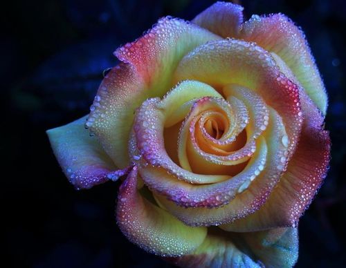 月季生长季节修剪