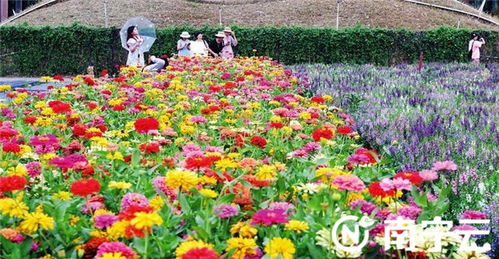 为什么40℃高温下公园里的鲜花依然嫩顽强地怒放？