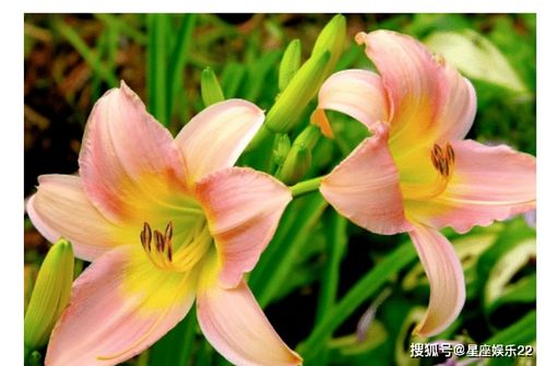 “百合花需阳光？揭秘生长阳光需求！”