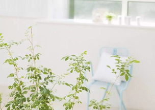 树下空间的大变身：揭秘耐阴花草的神秘力量