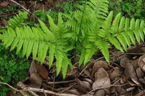 蕨类是种子植物吗？它们在植物界中的独特地位是什么