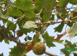二球悬铃木果实能否食用？探索其营养价值与健康益处