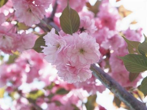 芝樱花种植方法很难吗？教你几招轻松搞定