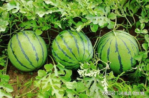 乙草胺在西瓜棚旁的奇幻之旅