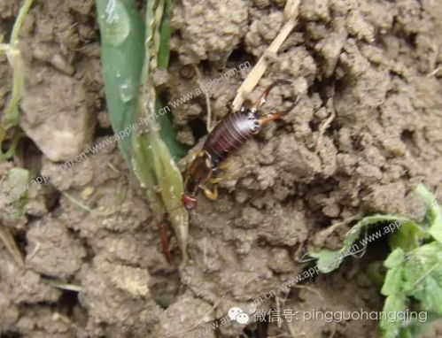 三、与特定害虫的关系