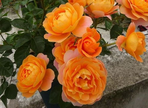 延长蔷薇花期的三个小窍门，花墙美美哒！