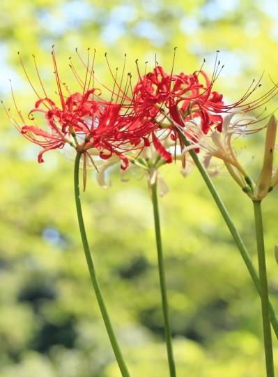彼岸花，生死相依