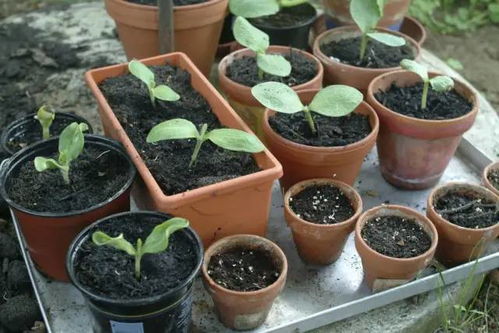 肥料的选择有讲究