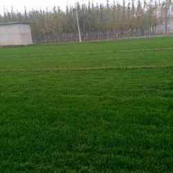 常见的冷季型草坪草品种