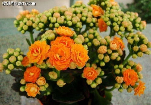 长寿花蔫了咋整？阴凉地儿呆着去