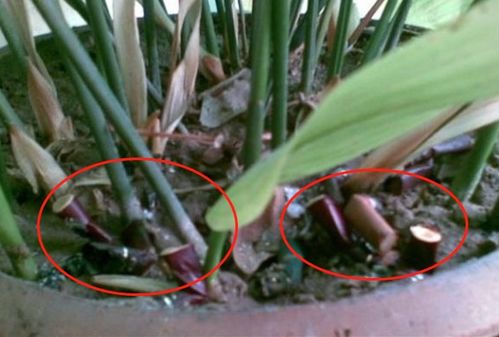 养草的三大坑，你们可得避开