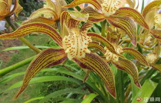 马兰花种子播种的小秘密