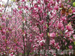 园林红玉兰苗木的主要刺吸式害虫揭秘