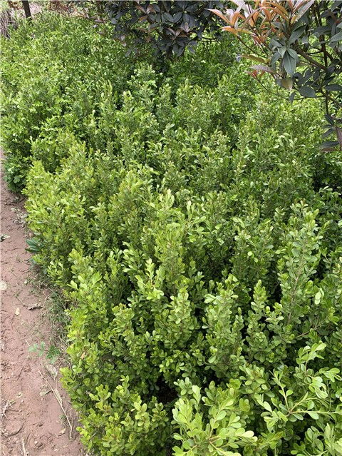 冬天里的黄杨叶子， 红得像个小太阳