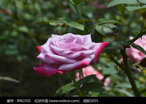 法尔法拉Farfalla：梦幻的蝴蝶