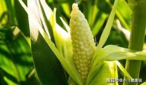 茶农们的坚持， 凤凰单丛茶的香气