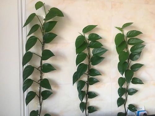 绿萝用椰糠种植，为什么生长得更好