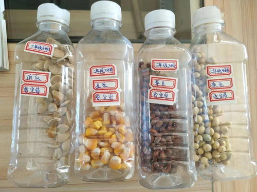 米兰种子浸泡，水温和时间大揭秘！