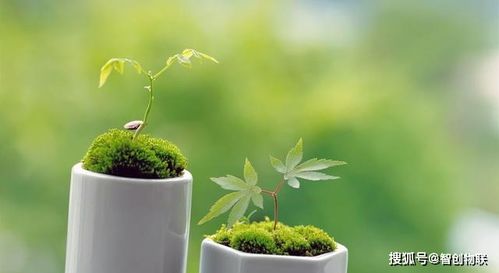 这种寄情思念的植物，它的绿色印记能代表我心中的无尽思念吗