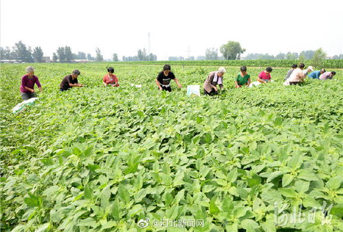 本地化草种的养护成本优势
