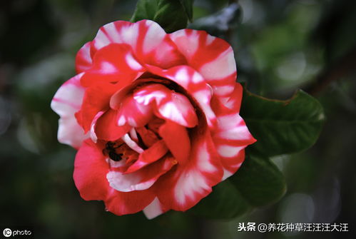 茶花换土换盆需要注意什么如何正确操作