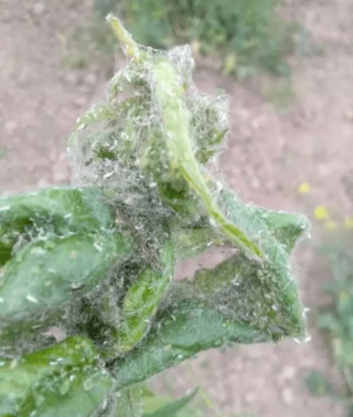 吡虫啉的适用范围