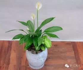白掌种植的土壤小窍门