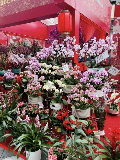 温江花卉市场：城市里的绿色肺