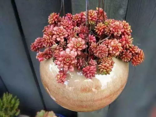 粉掌花小，是品种特性吗