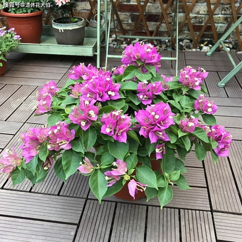 三角梅盆栽养殖指南中，如何打造室内花园让三角梅花开得更艳丽