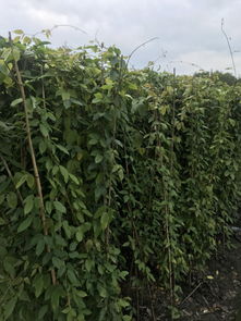 油麻藤的药用价值：大血藤或牛马藤