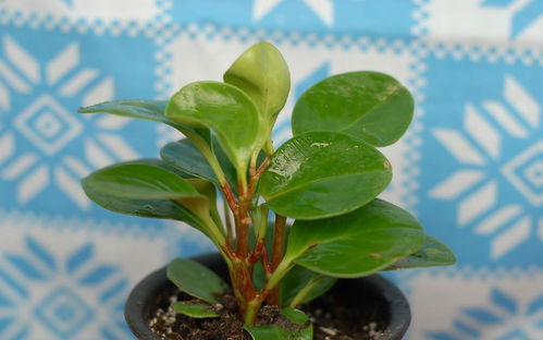 豌豆芽苗菜生产技术，关注芽苗菜生长过程中的问题及解决方法