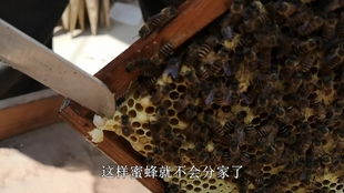 如何吸引蜜蜂到蜂箱里筑巢？