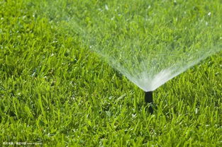 夏天栽苗，掌握这5点，苗木成活不是梦！