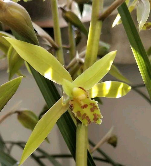 烂根的早期症状与病害识别