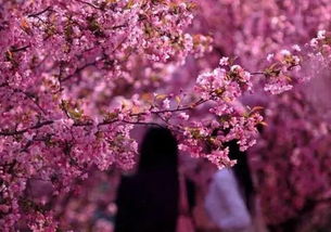 冷知识：郑州的市花是月季