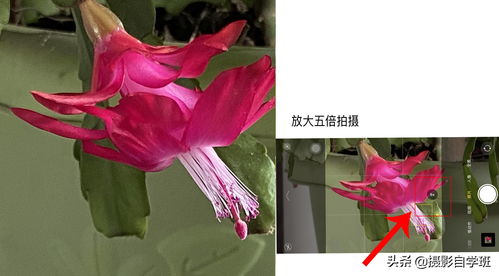 拍玫瑰花，如何构图更美