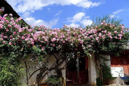 甘谷市树国槐的种植与养护之道