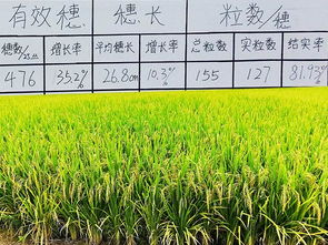 绿色农药， 守护上海稻田健康
