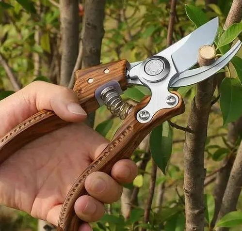 修剪技巧，你学会了吗？